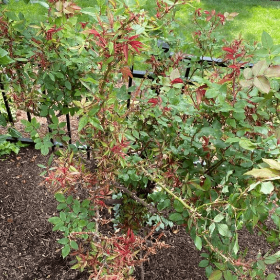 Rose plant with Rose rosette - Burkholder PHC