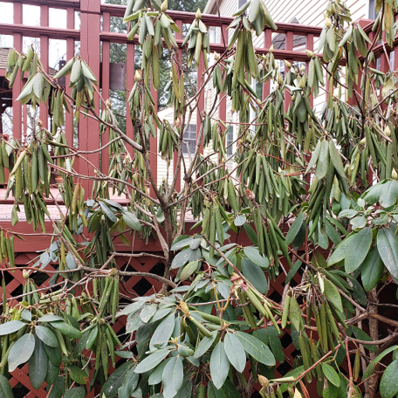 Wilting phytophthora rot on a Rhododendron | Phytophthora Root Rot | Burkholder PHC