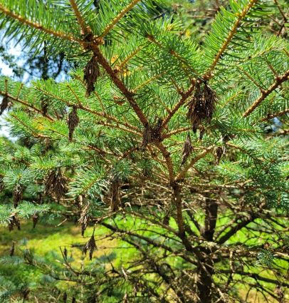 bagworm damage on blue spruce tree | Burkholder PHC