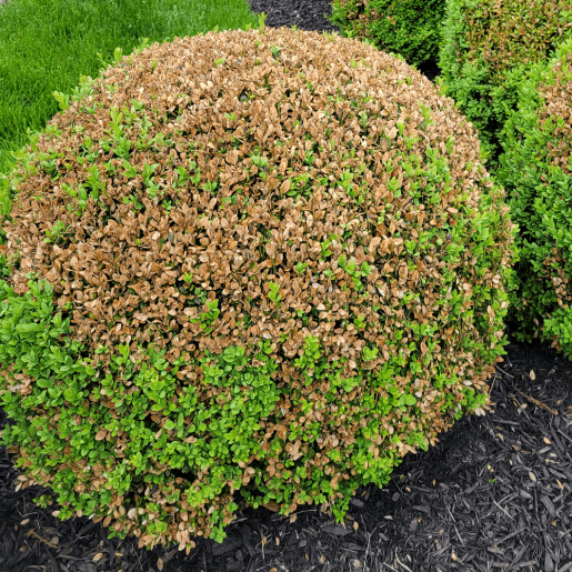 square image of boxwood leafminer damage | Burkholder PHC