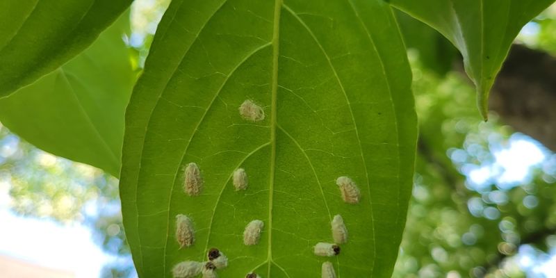 Scale Cottony Maple Scale - Burkholder Plant Health Care- Insects in Landscape Plants