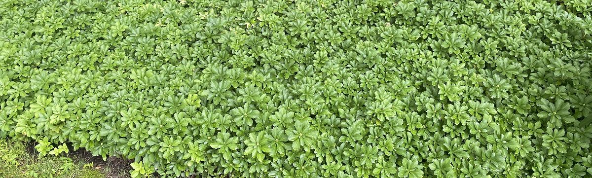 Pachysandra after Burkholder PHC | FAQs about Plant Health Care