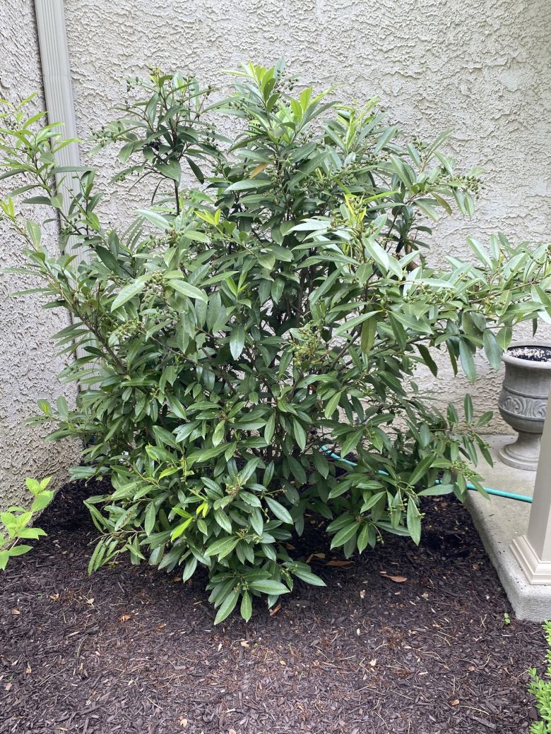 Cherry Laurel Before Reduction Pruning and Disease Control | Burkholder PHC