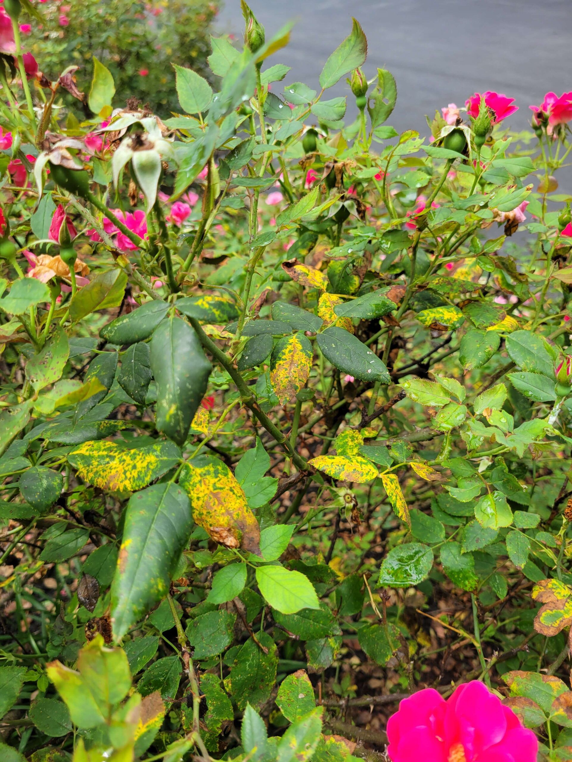 Rose problems are one of the 2025 plant health concerns Burkholder has treated in the first half of this year