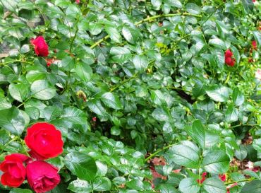 Roses with full season management by Burkholder PHC - plant health care discoveries