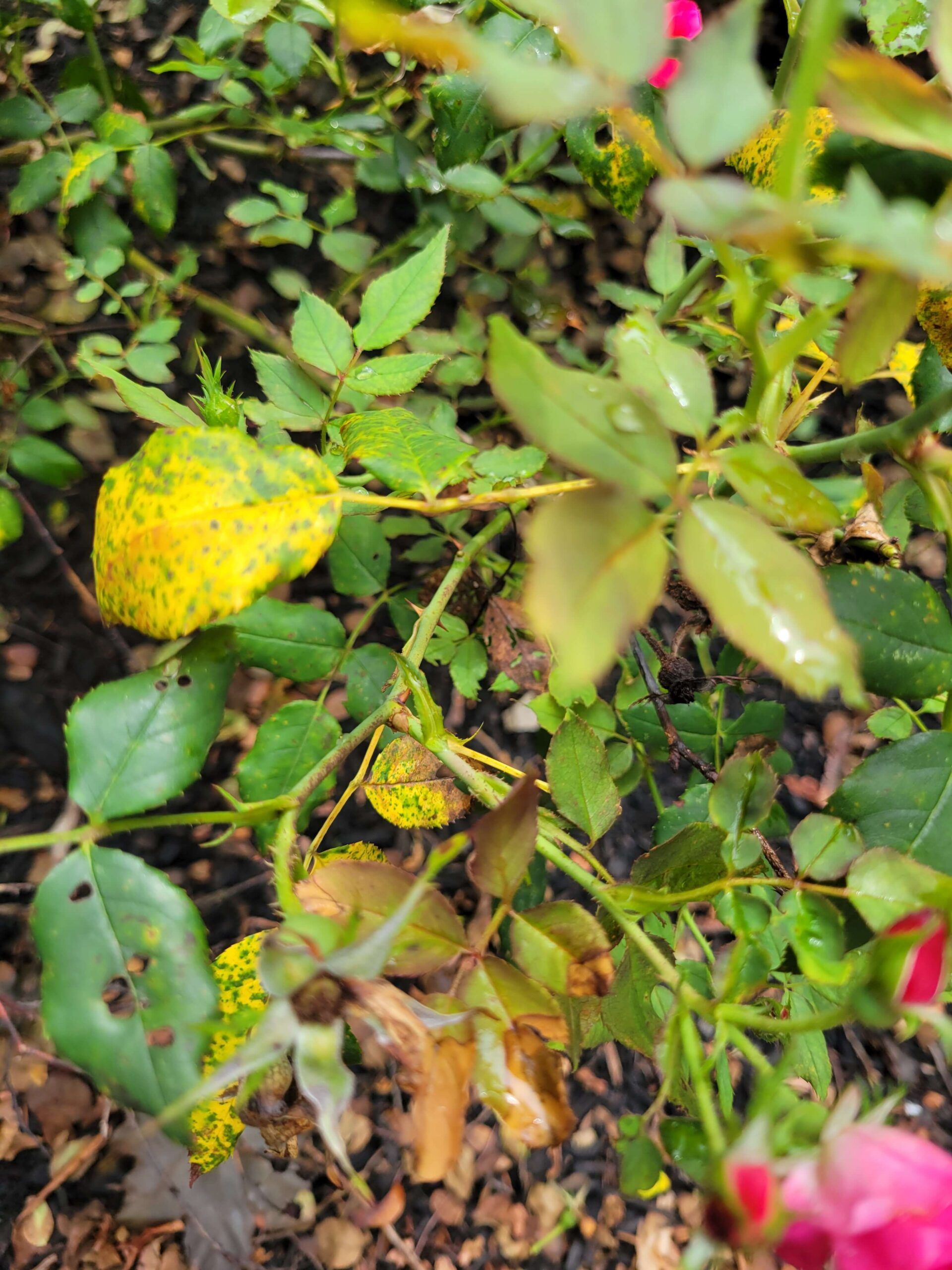 Rose problems are one of the 2025 plant health concerns Burkholder has treated in the first half of this year