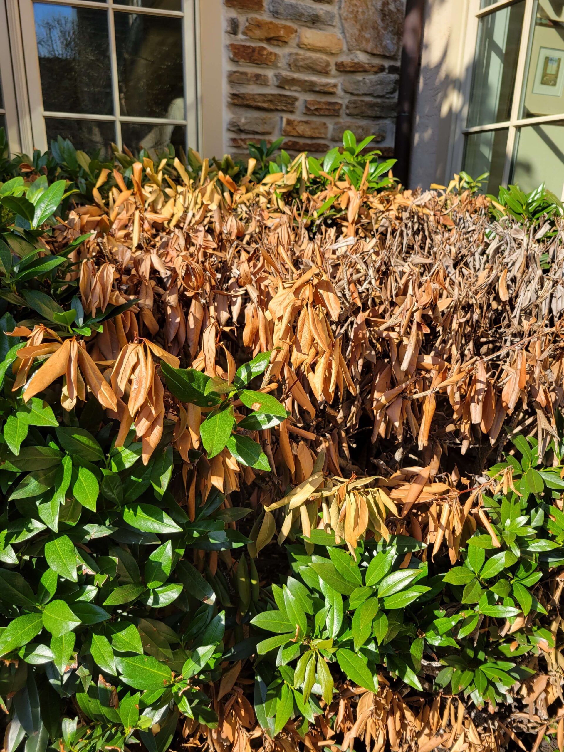 Laurel problems are one of the 2025 plant health concerns Burkholder has treated in the first half of this year