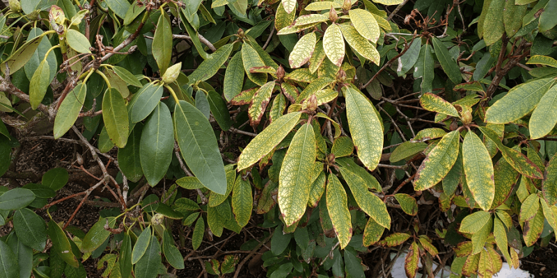 rhododendron leaves with phytophthora root rot | Burkholder Plant Health Care Year In Review Issues