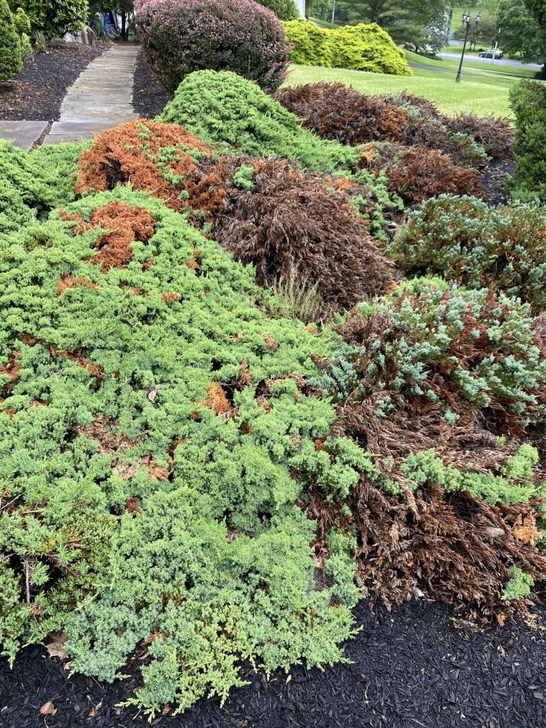 Mixed Evergreen Sanitation Pruning Before | Burkholder PHC