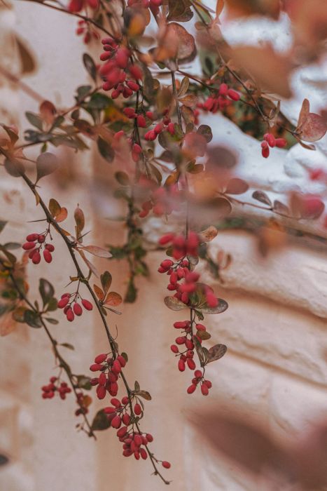 japanese barberry invasive plant- Burkholder PHC