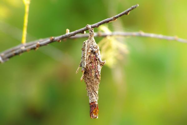 Protective bag for bagworms hanging from a branch | Burkholder PHC