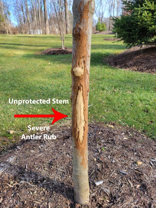Unprotected tree with antler rub deer damage to trees - Burkholder PHC