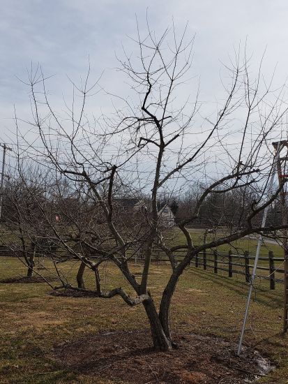 Pruned apple tree- winter plant health care services - BurkholderPHC