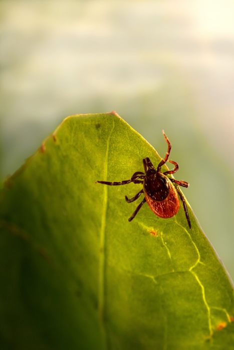 tick on a leaf- japanese barberry invasive plant- Burkholder PHC