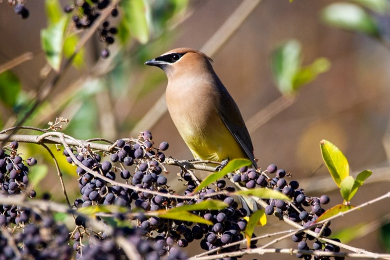 bird resting on a Chinese Privet invasive species - Burkholder PHC