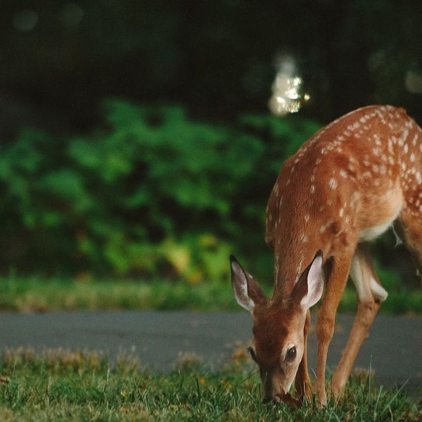 Deer in a Yard | Deer Browse Deterrents are Part of Burkholder Plant Health Care