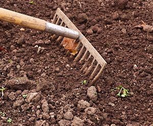 Landscape professional using rake in soil | soil care | Burkholder Brothers