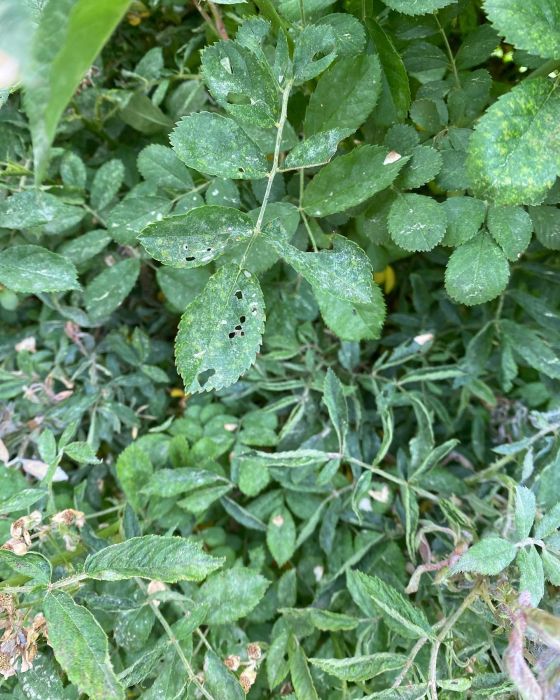 Rose leaves with sawfly and powdery mildew-Burkholder PHC