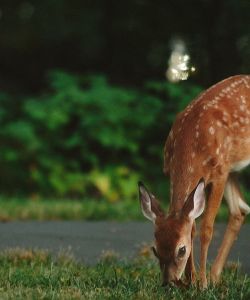 Deer in a Yard | Deer Browse Deterrents are Part of Burkholder Plant Health Care 