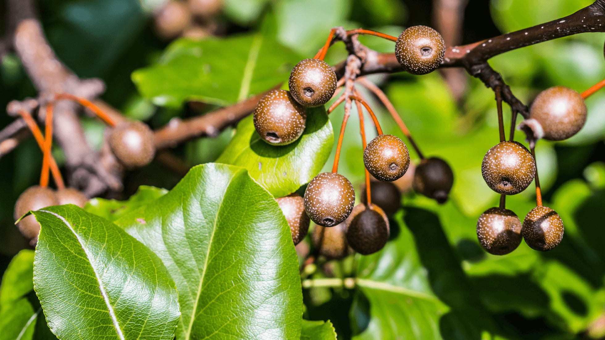 Callery pear branch with fruit- callery pear invasive species - Burkholder Plant Health Care