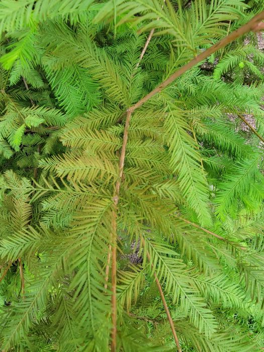 Cypress tree with discoloration - evergreen tree diseases - Burkholder PHC