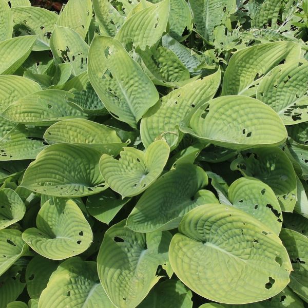 Hosta Plant Pest Damage | Plant Health Care by Burkholder Landscape