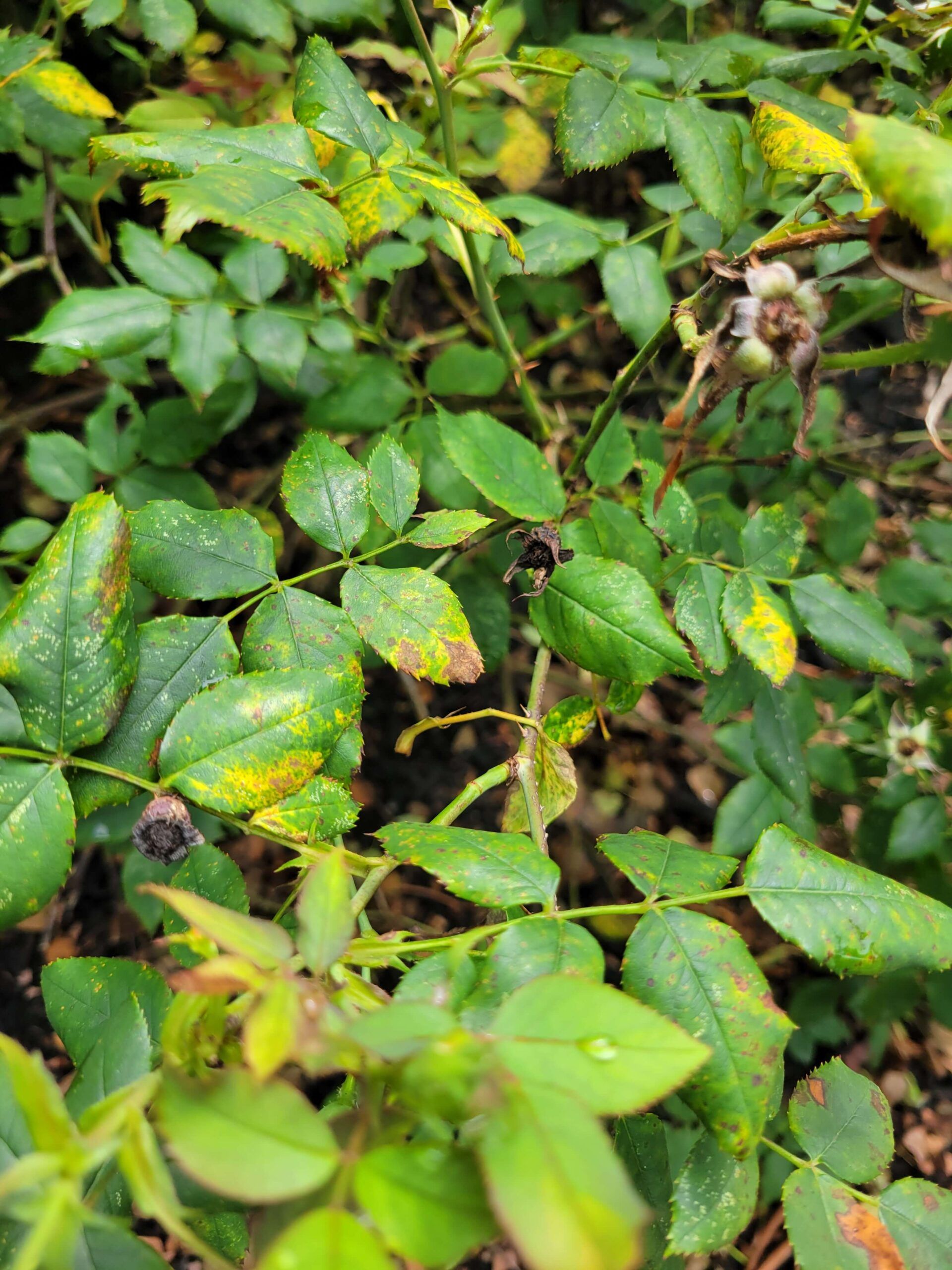 Rose problems are one of the 2025 plant health concerns Burkholder has treated in the first half of this year