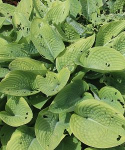 Hosta Plant Pest Damage | Plant Health Care by Burkholder Landscape