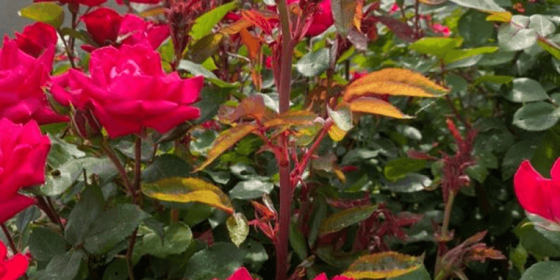 Rose rosette in bright pink roses - Burkholder PHC