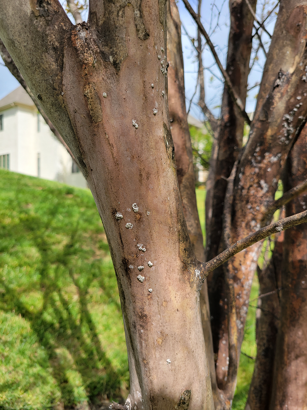 Tree with outer branch infested with crape myrtle bark scale | Burkholder PHC