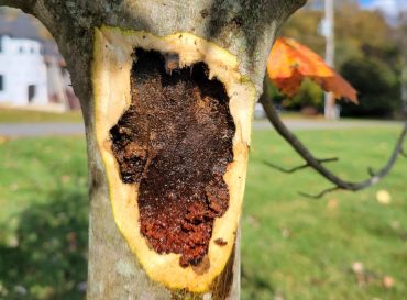 Hybrid maple tree with leopard moth damage - Burkholder Plant Health Care discoveries