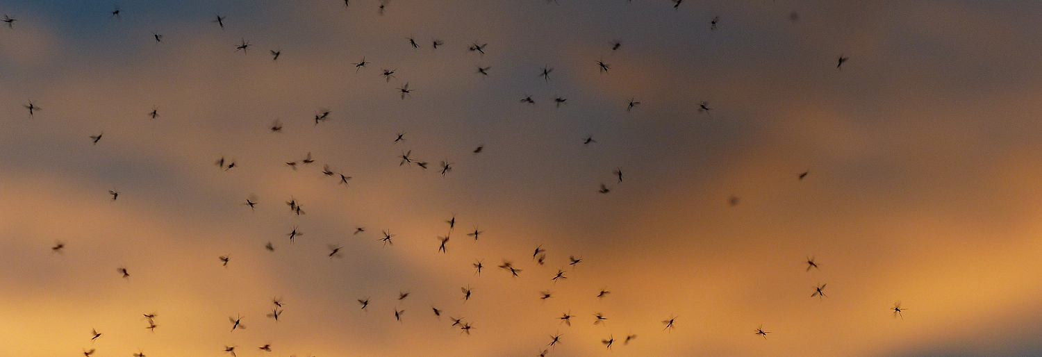 Swarm of Mosquitoes | Burkholder PHC
