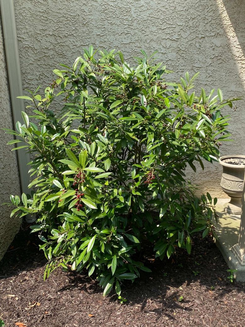 Cherry Laurel After Reduction Pruning and Disease Control | Burkholder PHC