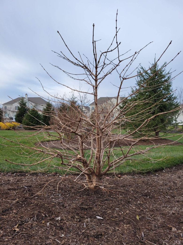 Viburnum Pruning After | Burkholder PHC