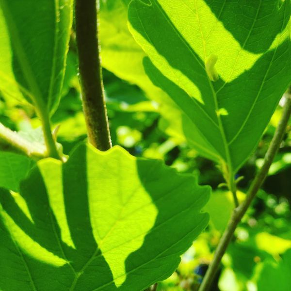 Leaves with Cottony Camellia Scale Insects egg mass | Burkholder PHC