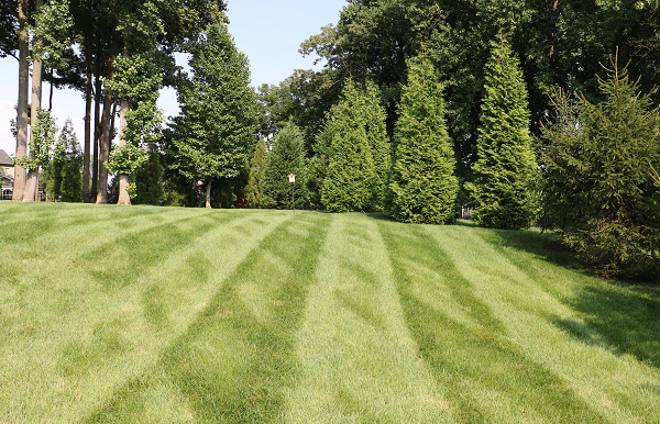 Landscape with trees nearby | soil management | Burkholder Brothers