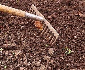 Rake in Soil | Burkholder Plant Health Care year in review