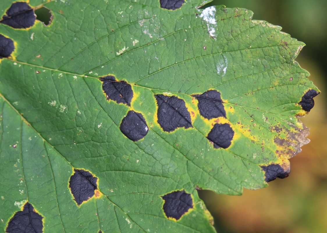 Close-up photo of diseased leaf | FAQs about Plant Health Care | Burkholder Brothers