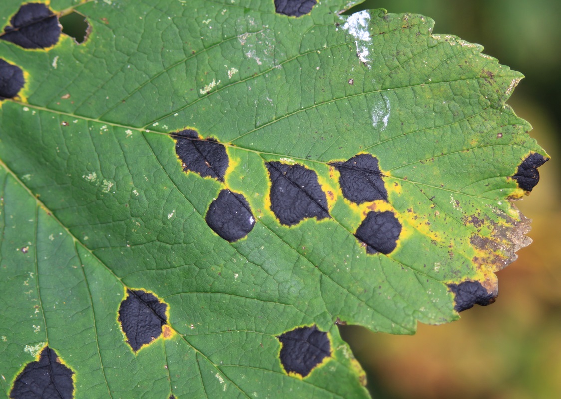 Close-up photo of diseased leaf | FAQs about Plant Health Care | Burkholder Brothers