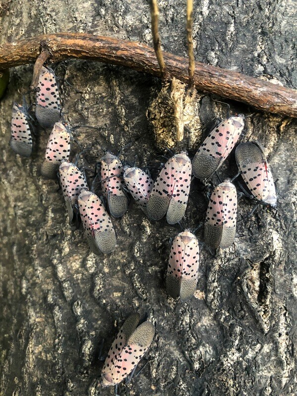 Spotted lanternflies clustered on tree | spotted lanternfly | Burkholder Brothers