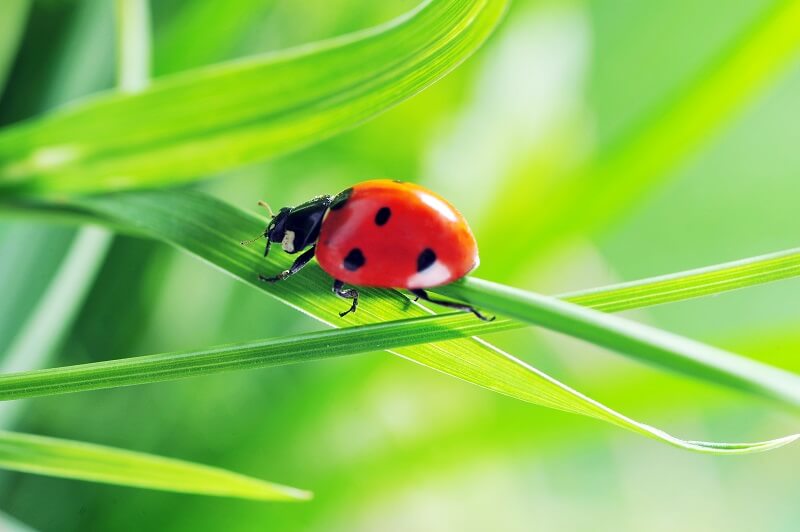 Lady beetle on a blade of grass | beneficial insect release | Burkholder Brothers