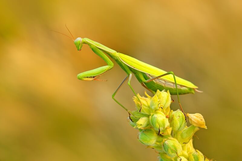Praying mantis on flower | beneficial insect release | Burkholder Brothers