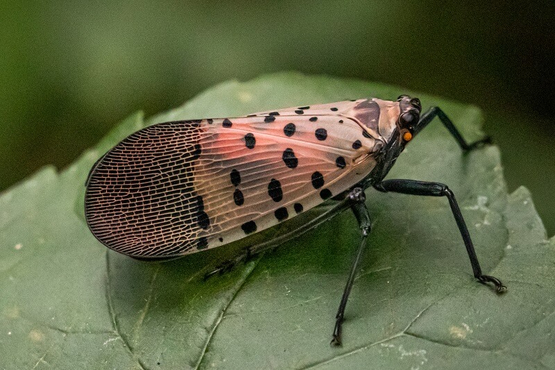 Spotted lanternfly on leaf | plant care 101 | Burkholder Brothers
