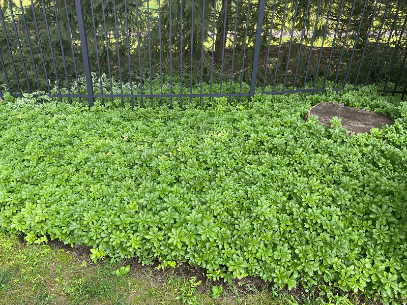 rhododendron leaves with phytophthora root rot | Burkholder Plant Health Care Year In Review Issues