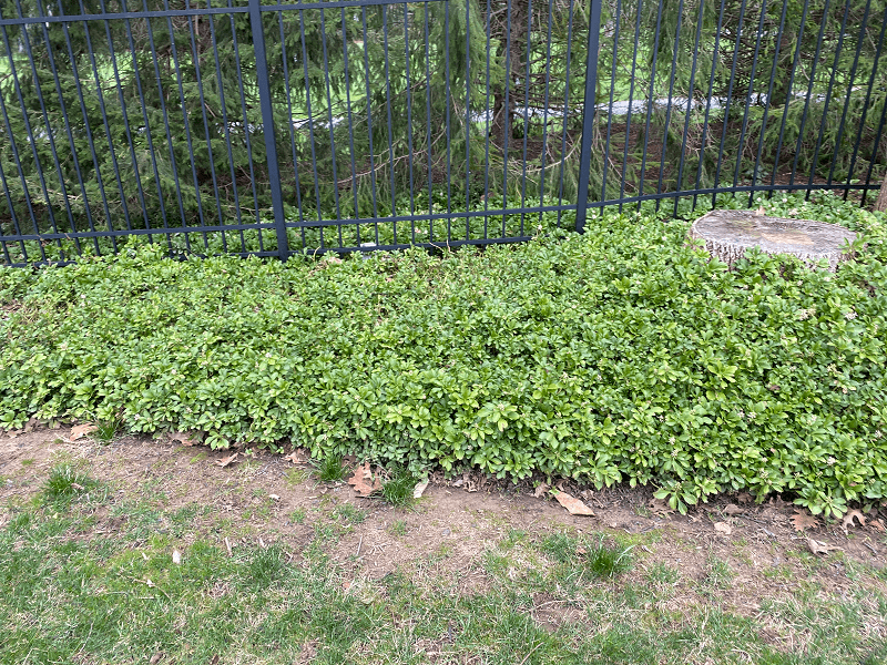 pachysandra patch - Burkholder Plant Health Care Plant Health Care Year in Review