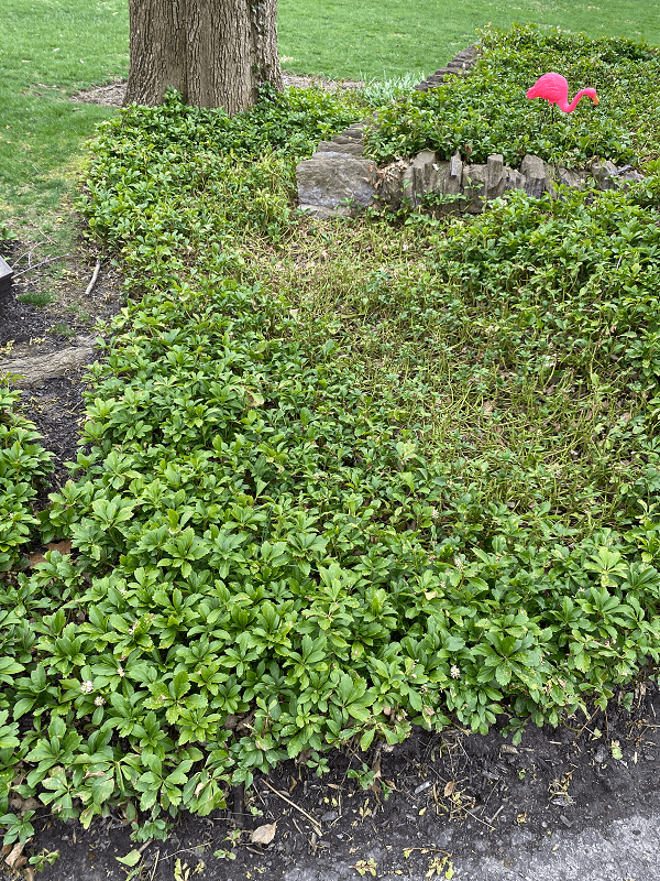 Phytophthora Root Rot is an issue in Burkholder Plant Health Care Year in Review
