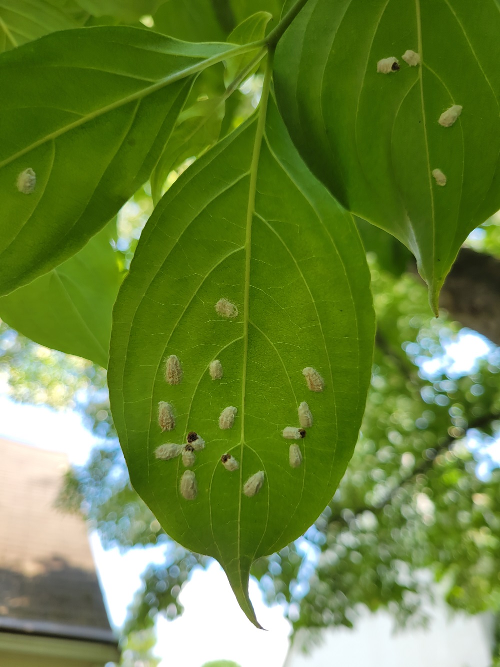 Scale Cottony Maple Scale - Burkholder Plant Health Care- Insects in Landscape Plants