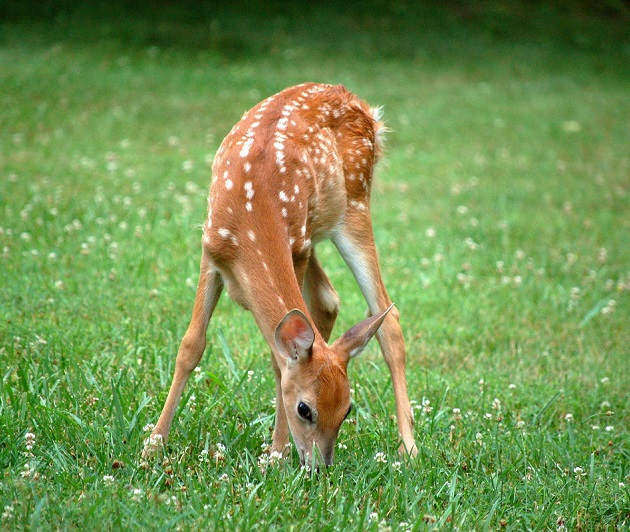 Fawn eating grass in field | deer repellent | Burkholder Plant Health Care