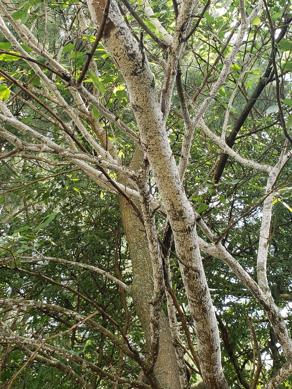 White Prunicola Scale in a tree - Burkholder Plant Health Care Year in Review