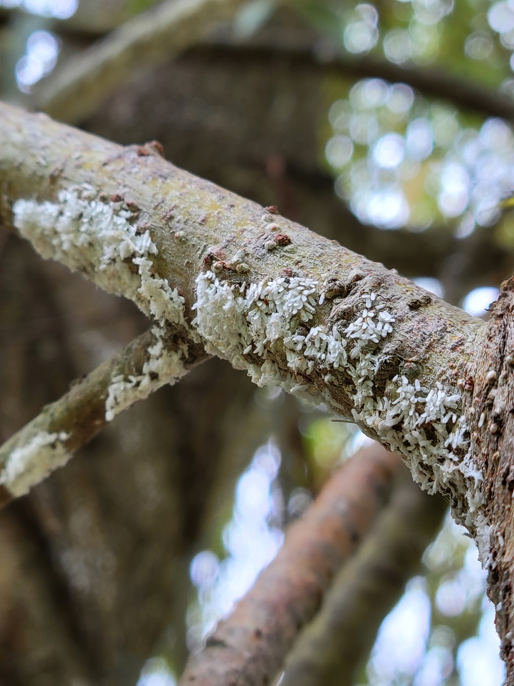 white prunicola scale was one of the noted issues in the Burkholder Plant Health Care year in review